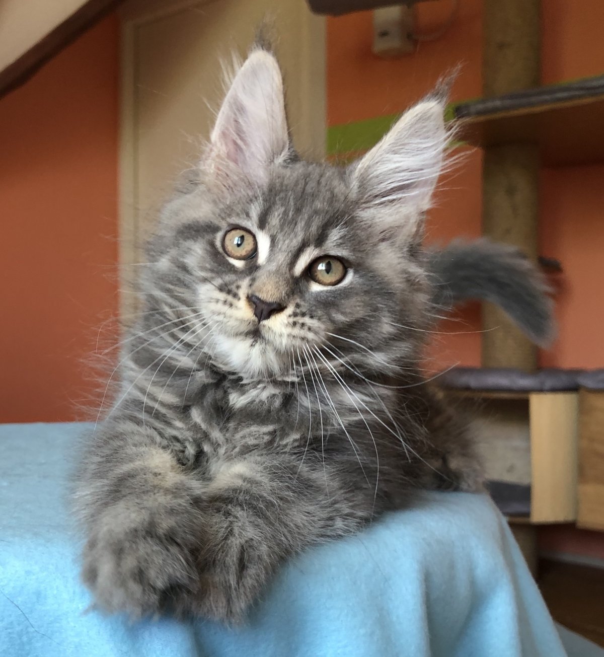 Смесь Мейн куна и сибирской