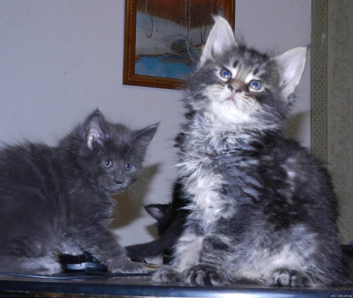 Мейн кун гладкошерстный серый