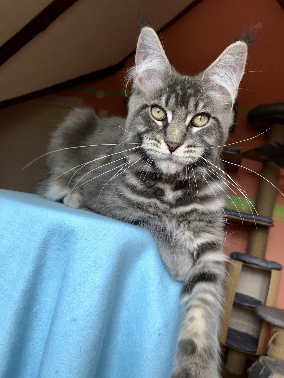 Метис Мейн куна гладкошерстный