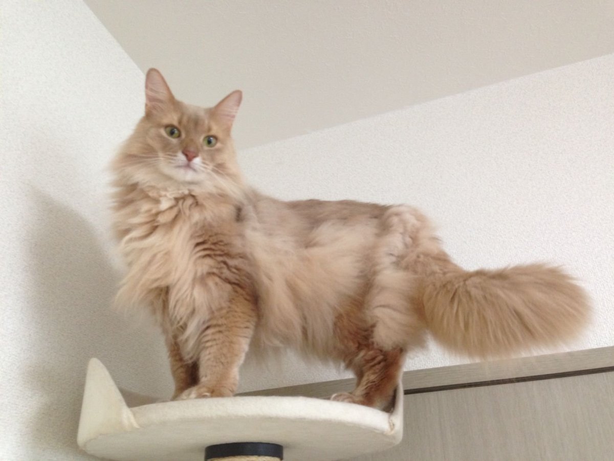 Турецкая ангора кошка фото рыжая