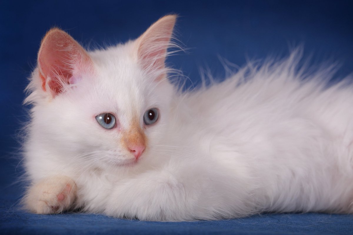 Ангорская кошка Крейн Пойнт