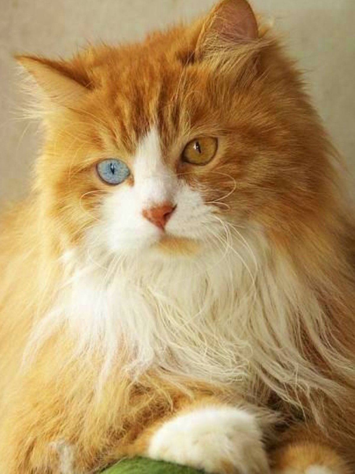 Сибирская ангора кошка рыжая