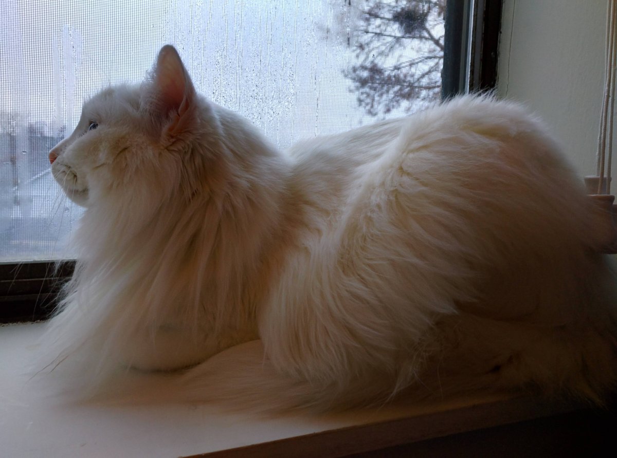 Турецкая ангора кошка персиковая