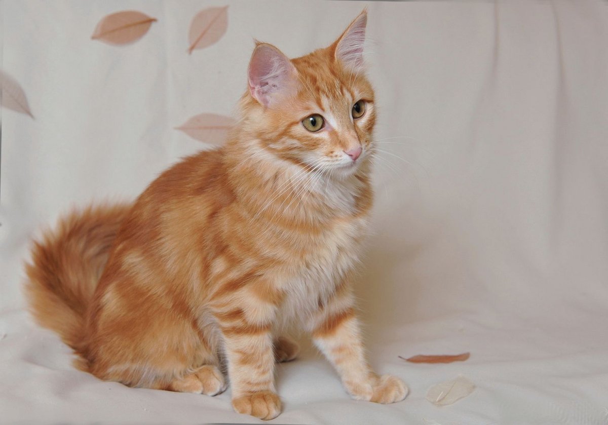 Турецкая ангора кот рыжий