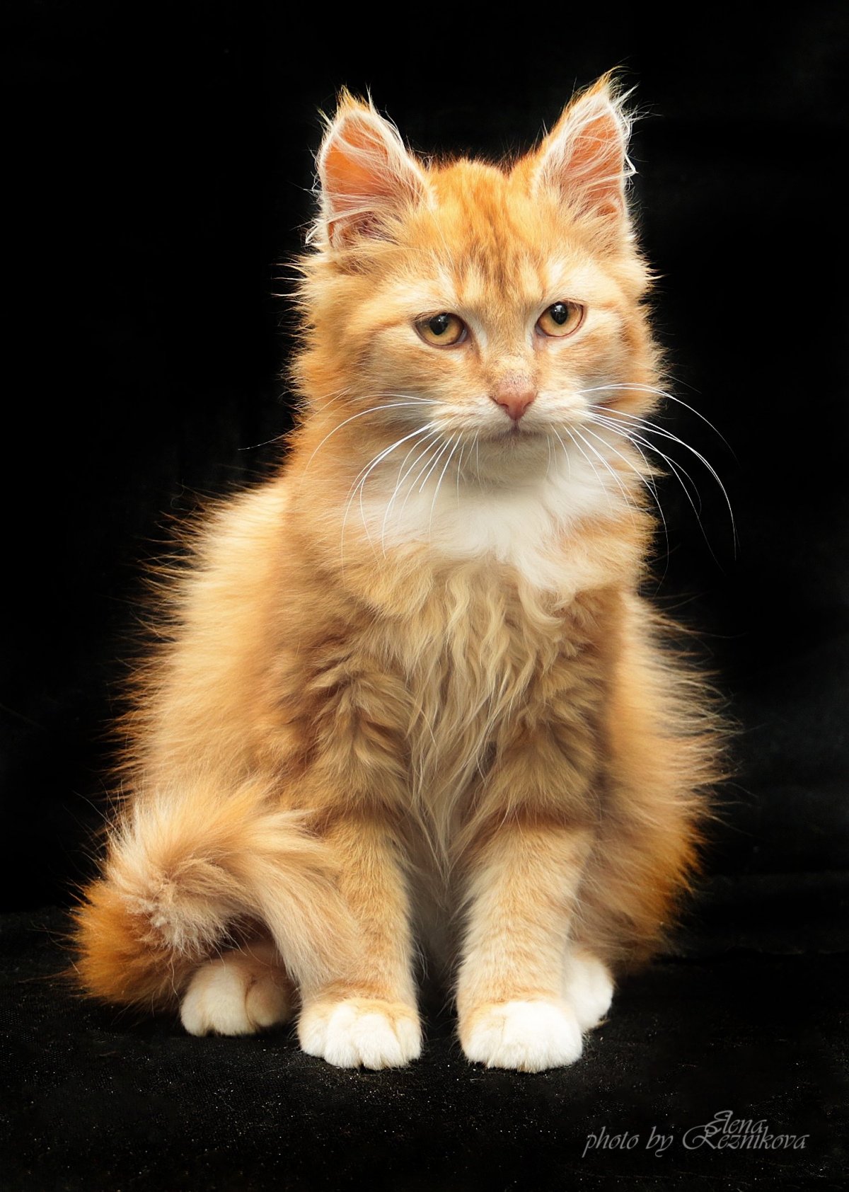 Ангора турецкая кошка красного окраса