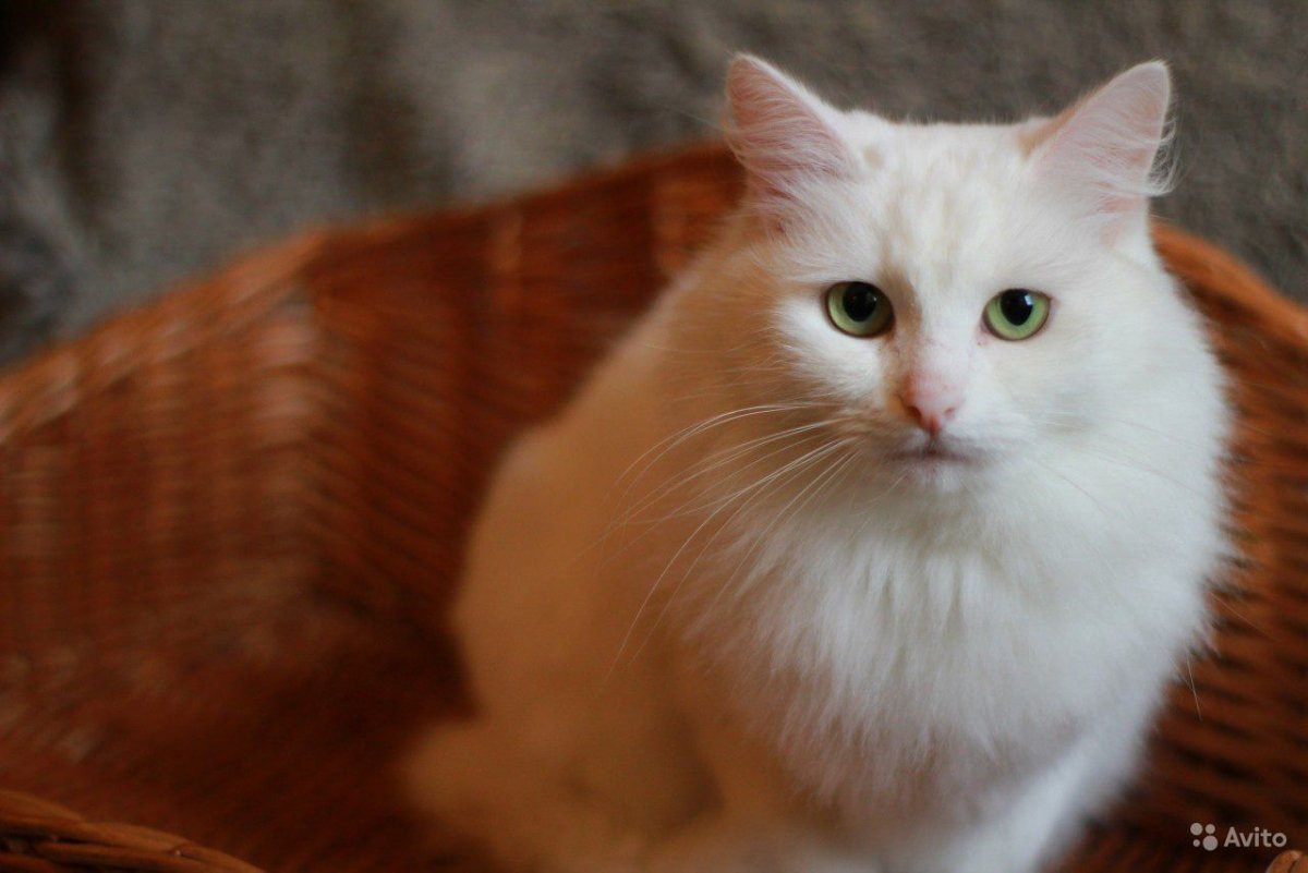 Турецкая ангора