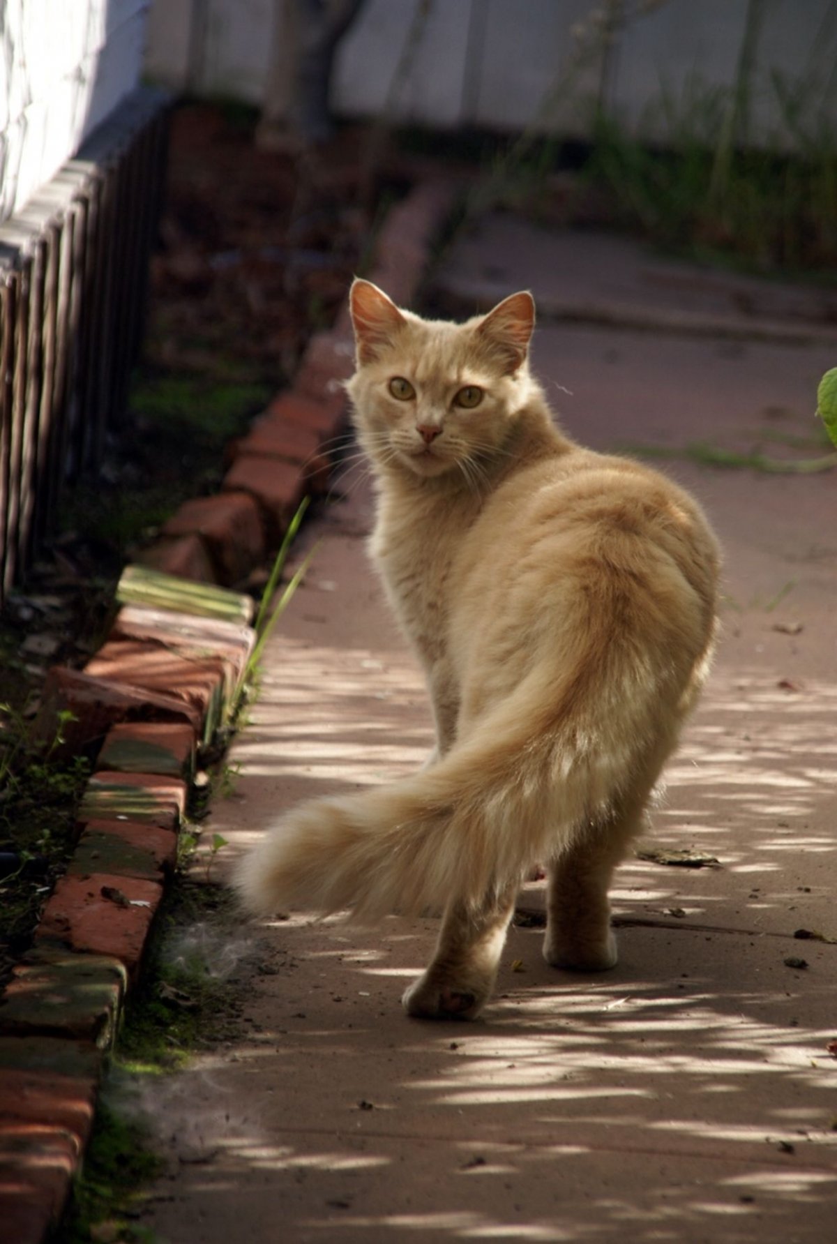 Турецкая ангора кот