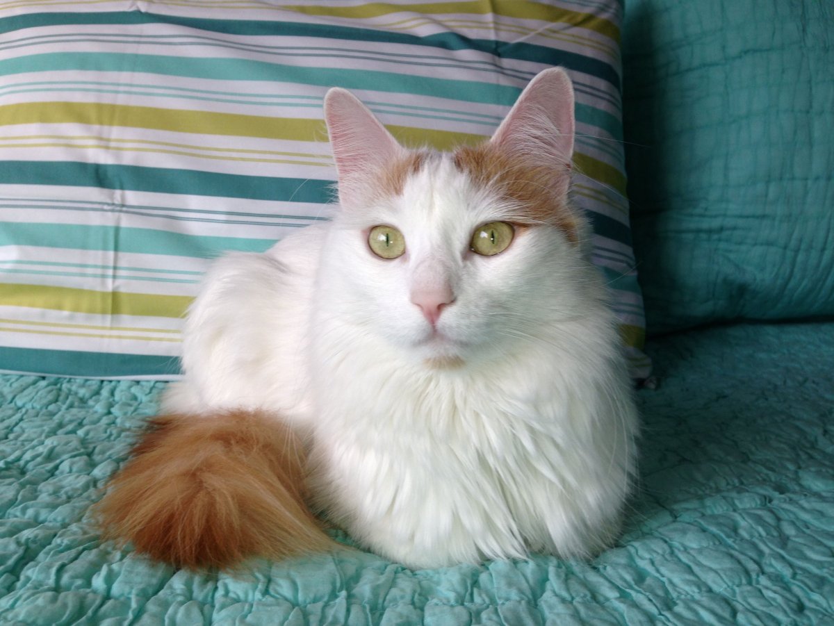 Турецкая ангора бело рыжая