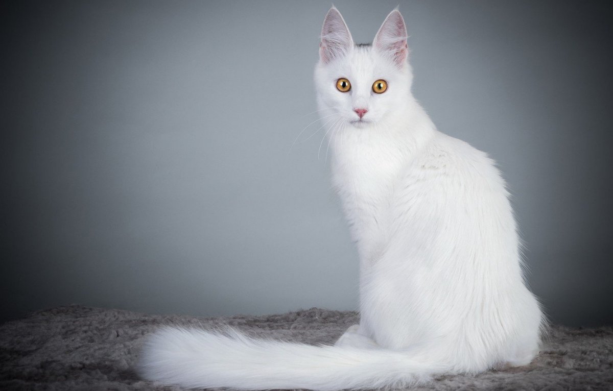 Турецкий Ван Ванская кошка