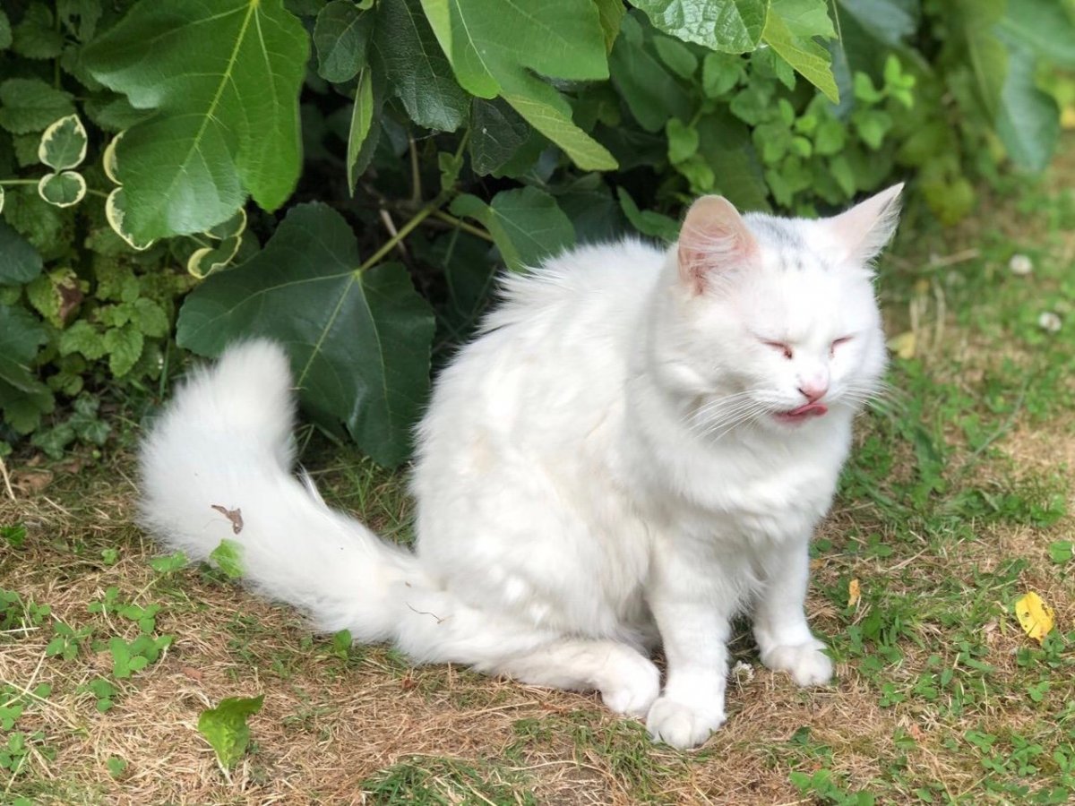 Турецкая ангора с черным хвостом