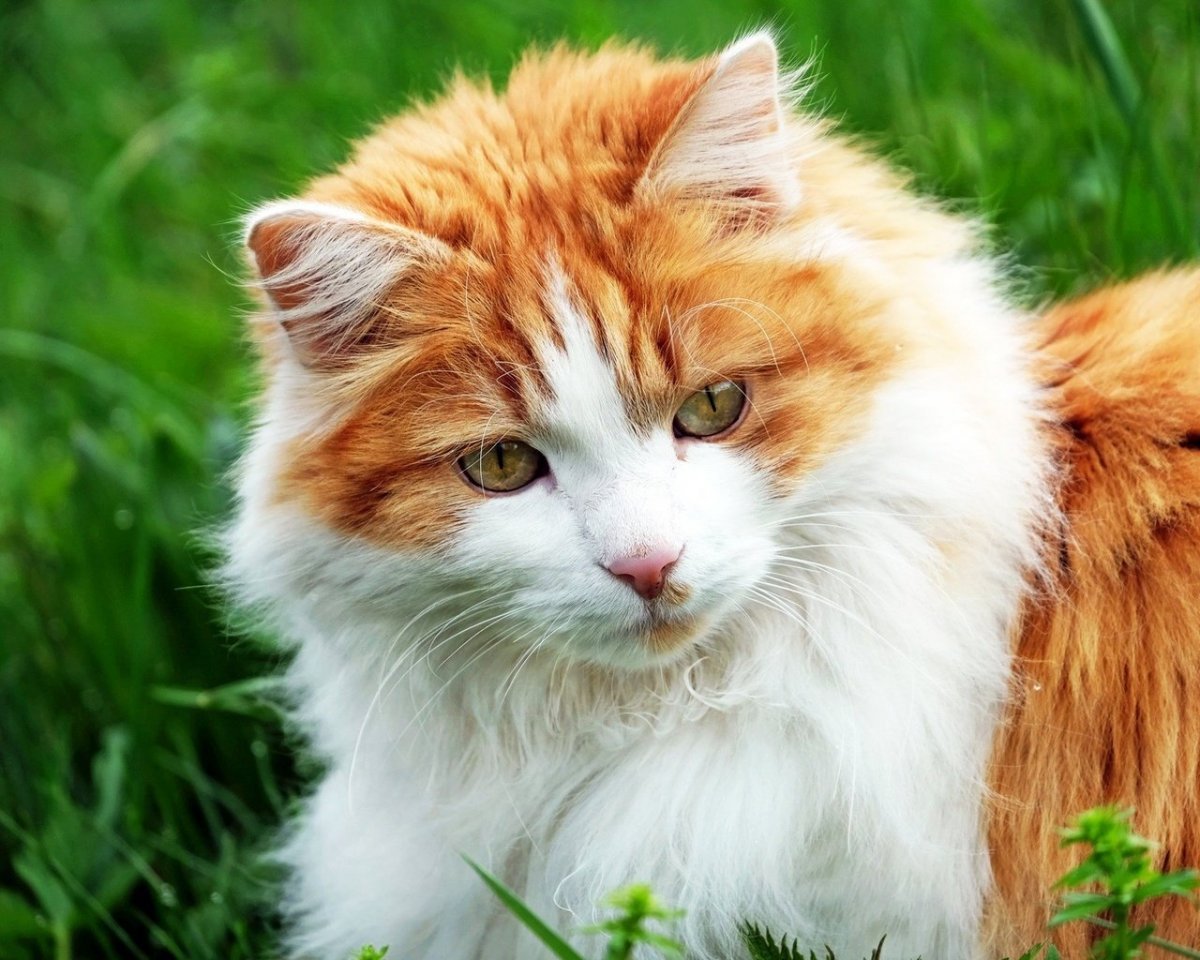 Турецкая ангора кошка