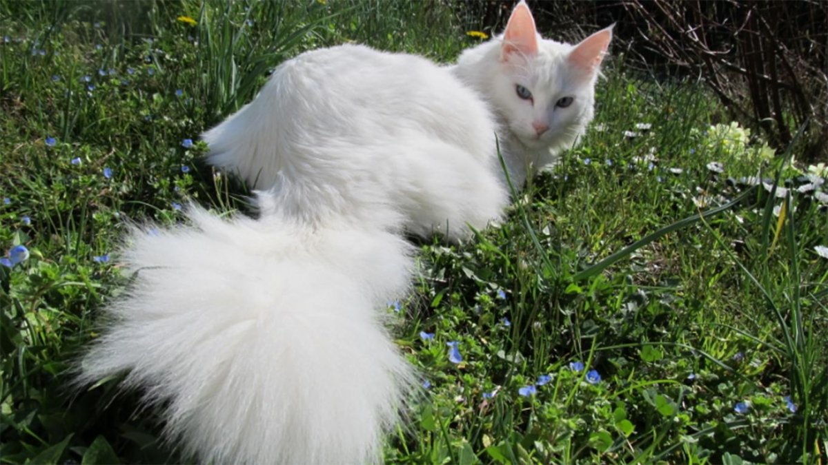 Египетская ангора кошка