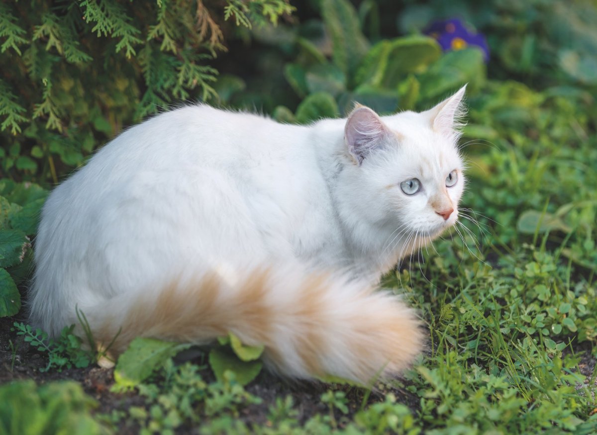 Angora Cat