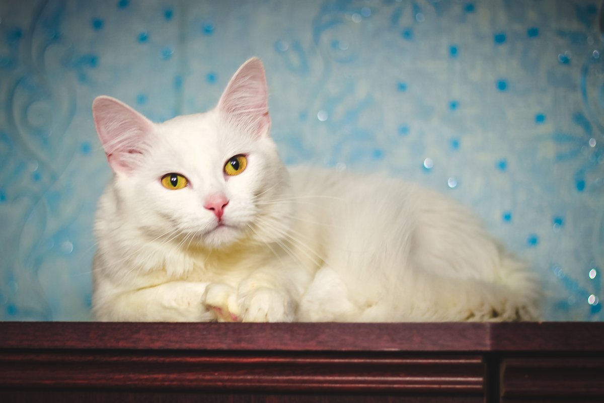 Турецкая ангора короткошерстная