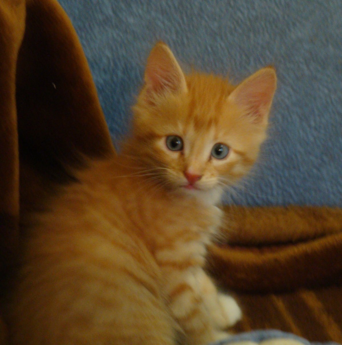 Турецкая ангорская кошка рыжая