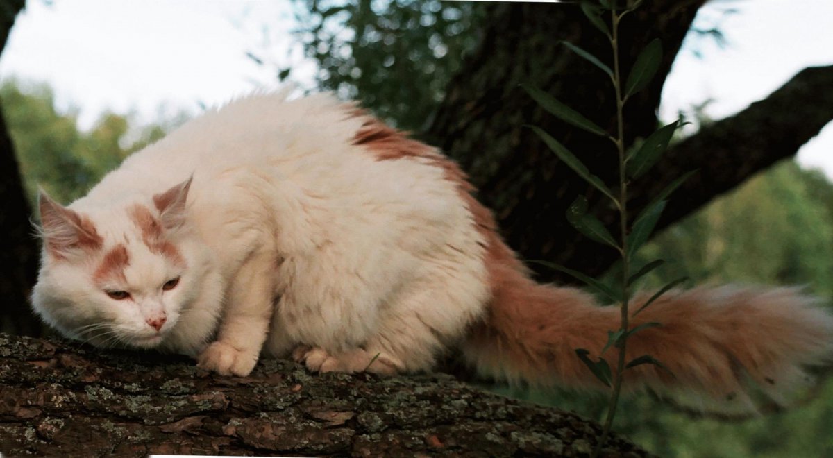 Ангорский пуховый кот