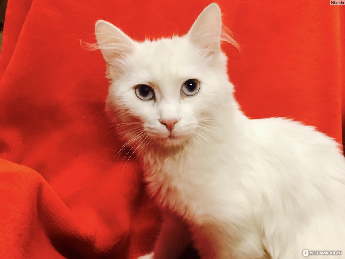 Турецкая ангора котята рыжие