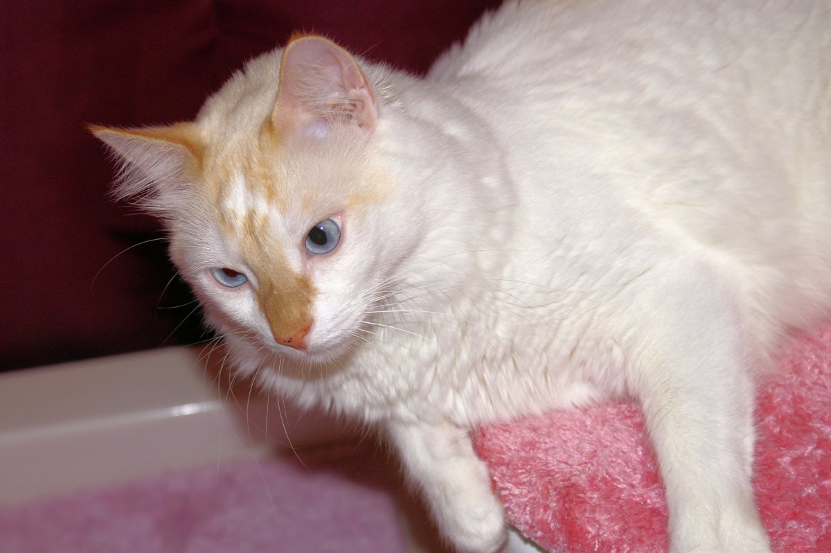 Может ли турецкая ангора быть с рыжими пятнами