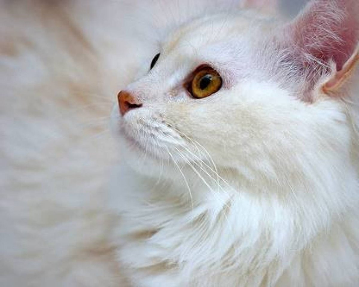 Турецкая ангора биколор