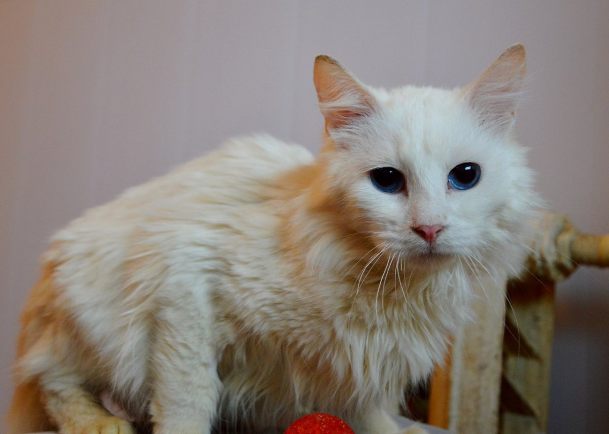 Турецкий Ван