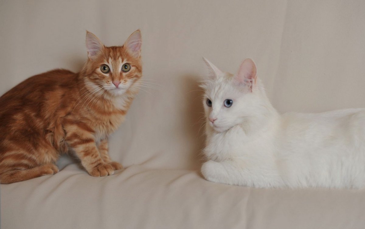 Рыжий турецкий ангорский кот