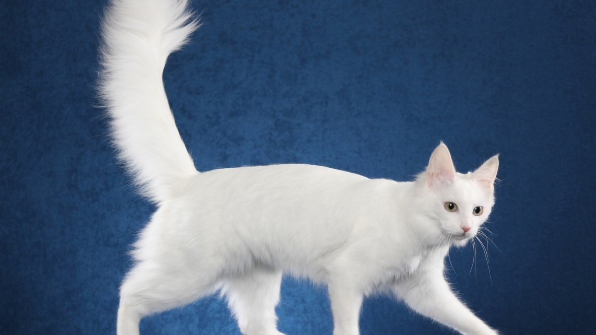 Мейн кун биколор