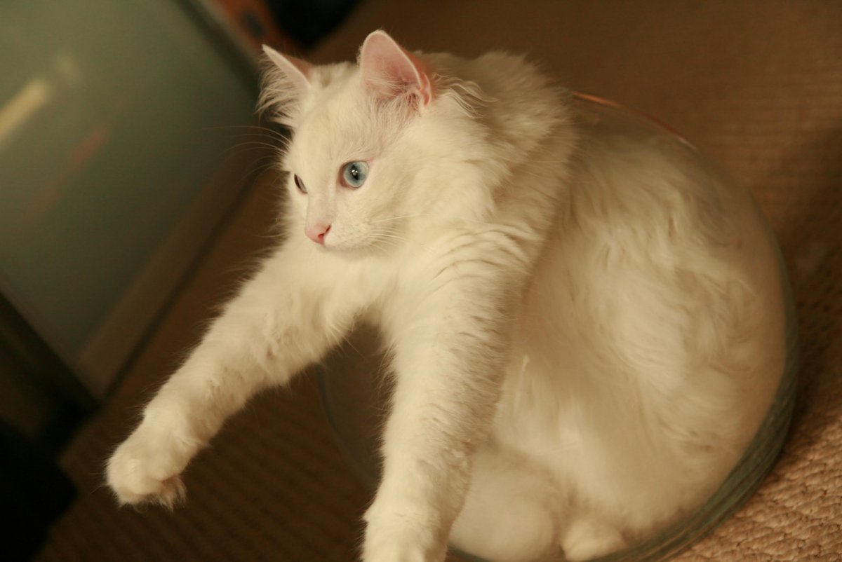 Ангорская кошка персикового цвета
