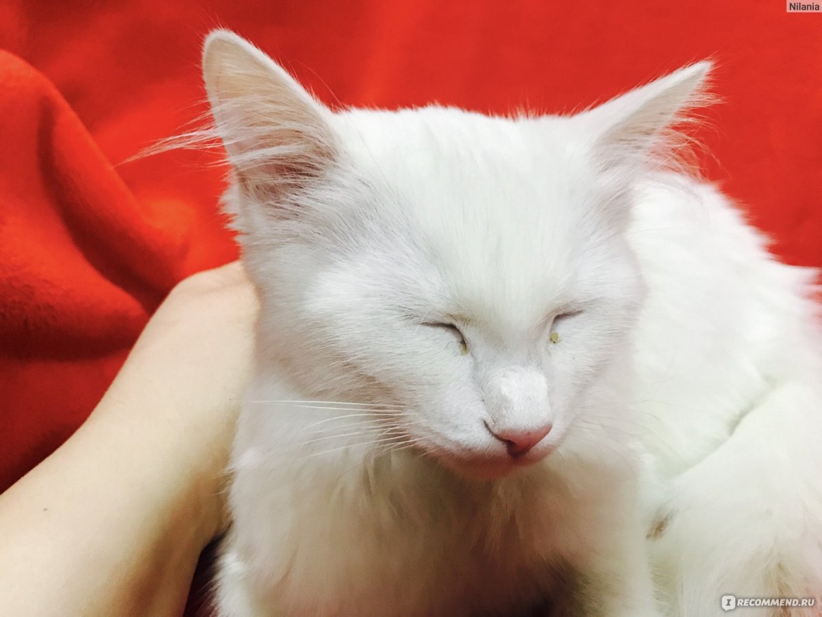 Порода турецкая ангора рыжий