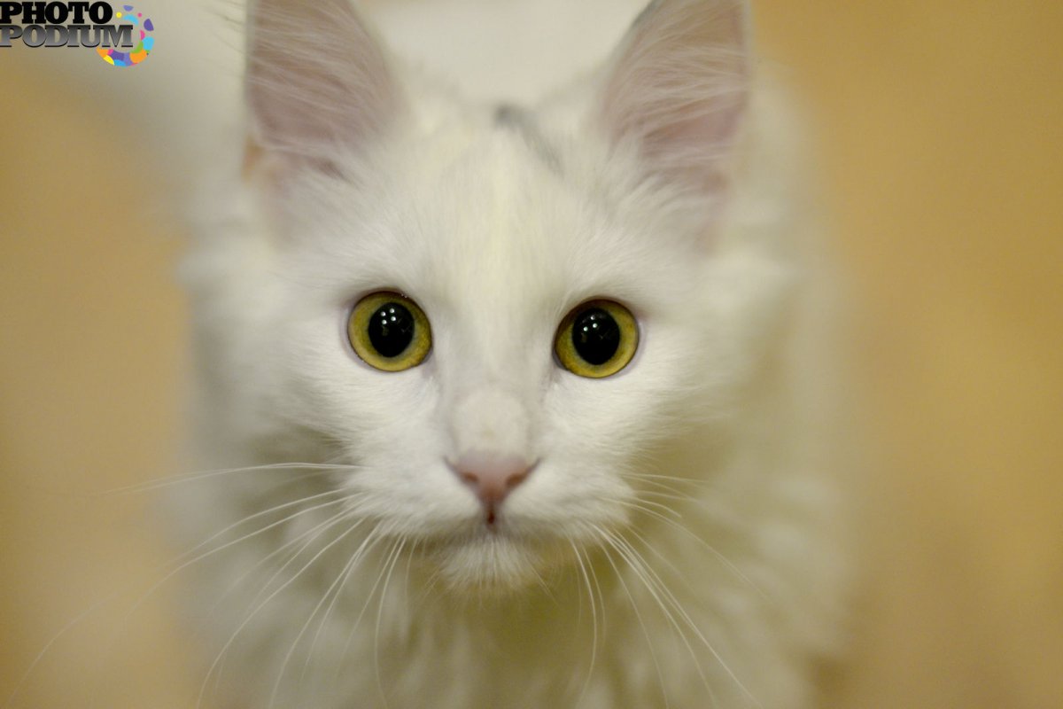 Турецкая ангорская кошка