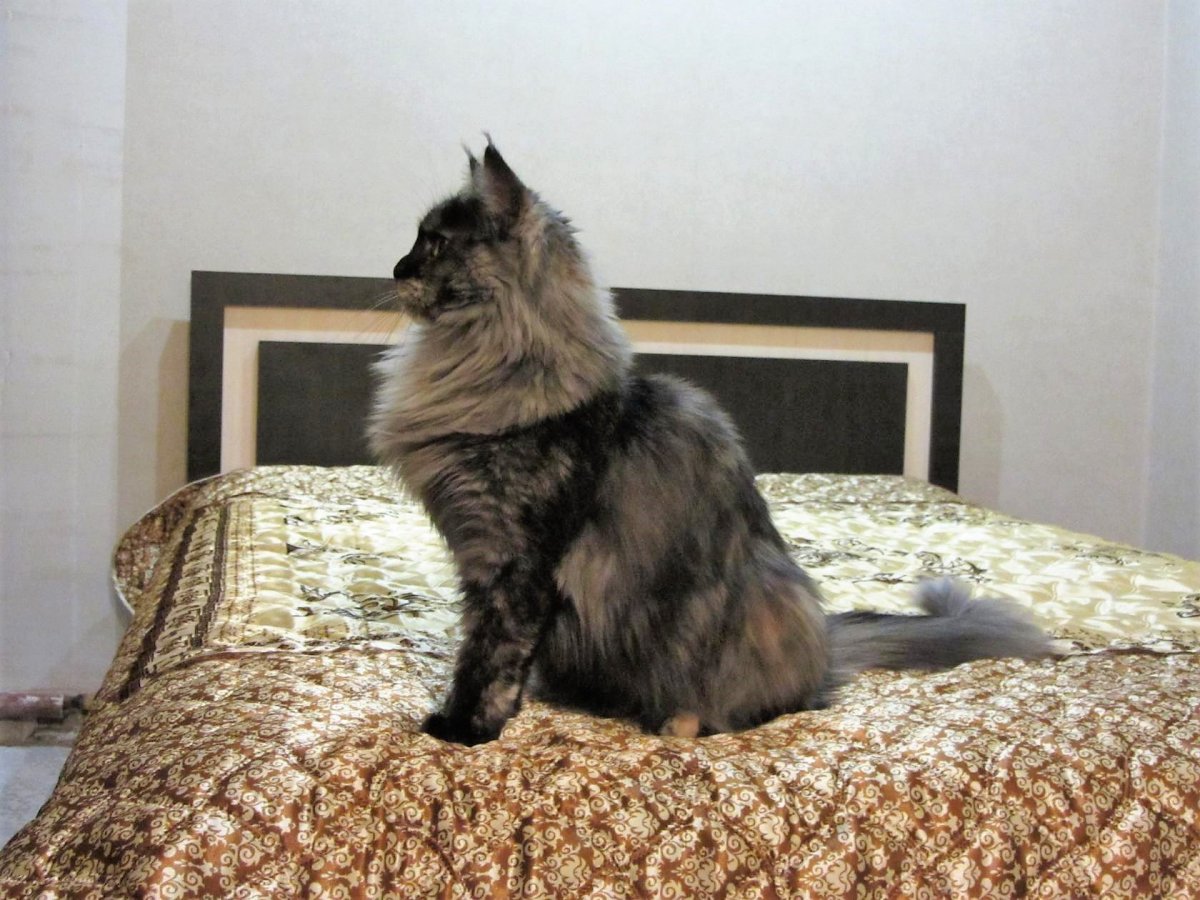 Котёнок Мейн-куна Павла воли