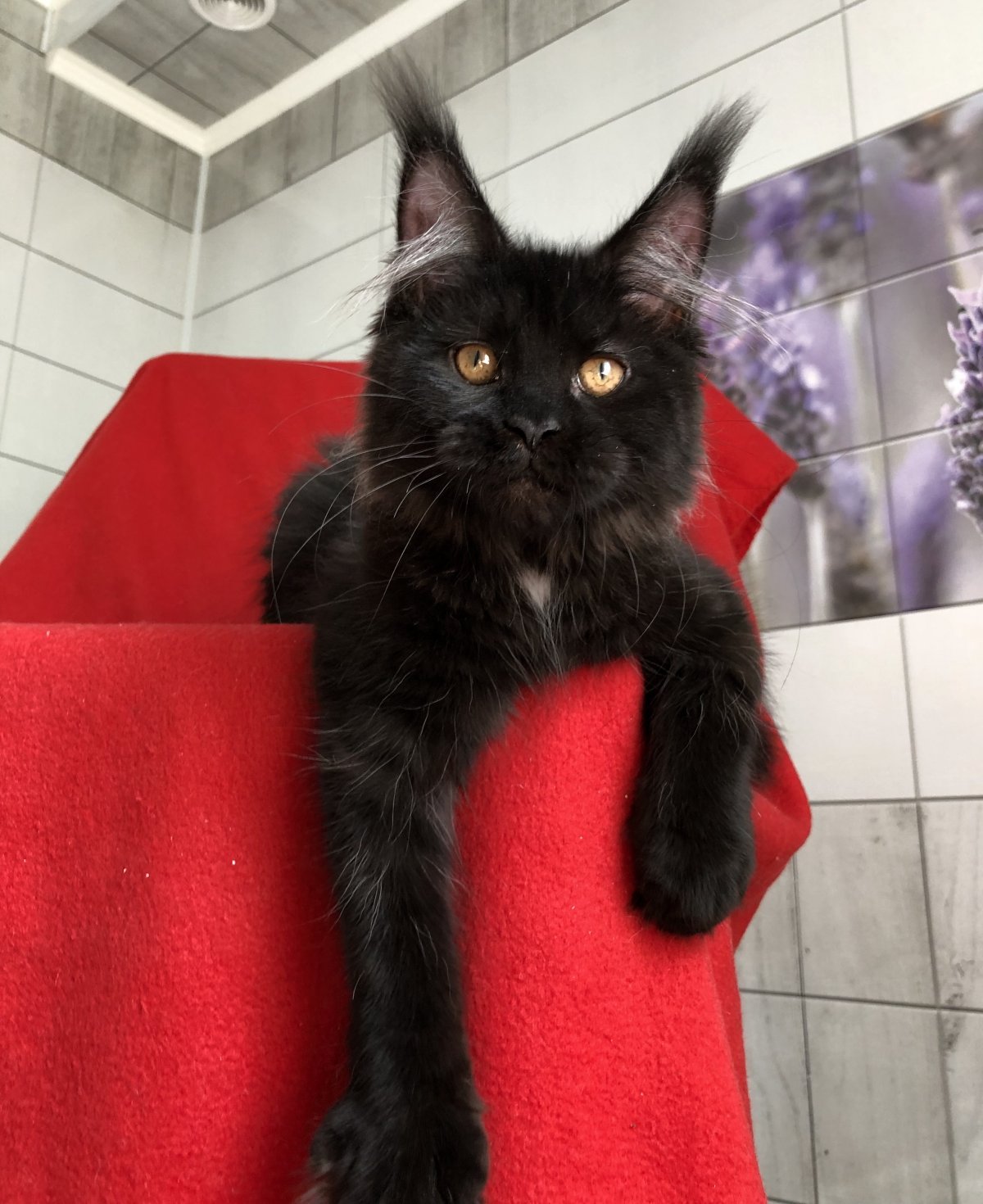 Перекус у котенка Мейн куна