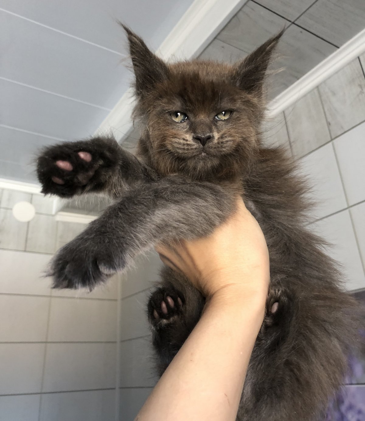 Мейн-кун сколько весит