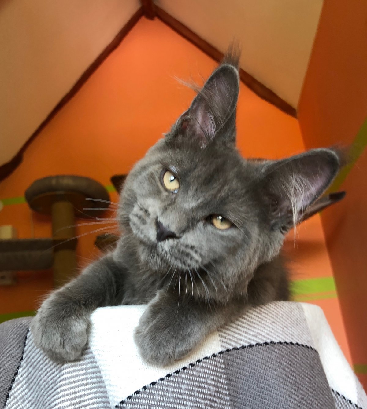 Мейн кун полосатый