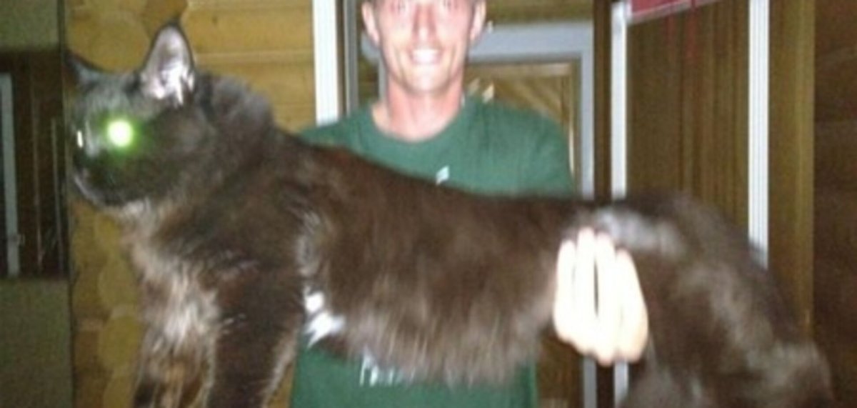 Павел Воля и его кот Мейн кун