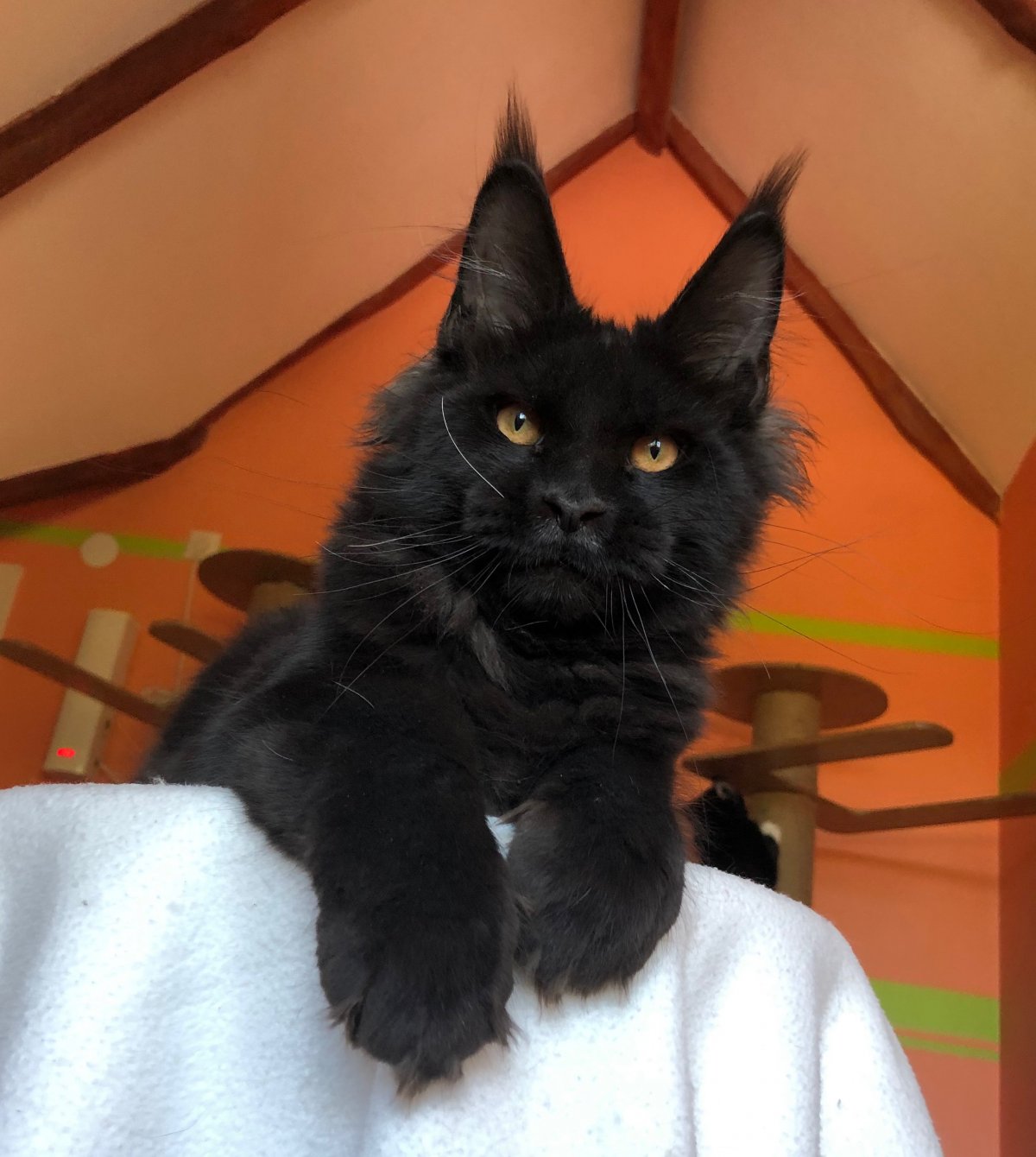 Мейн кун Паши воли