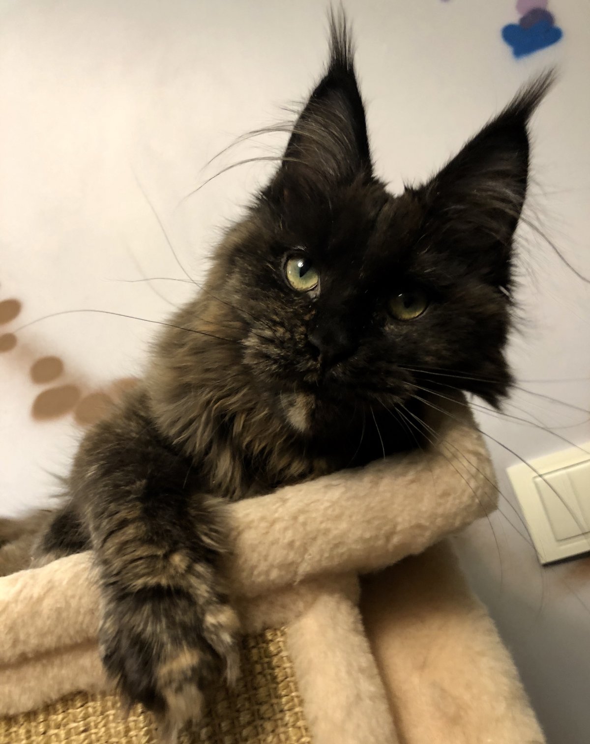 Самые большие кошки Мейн кун