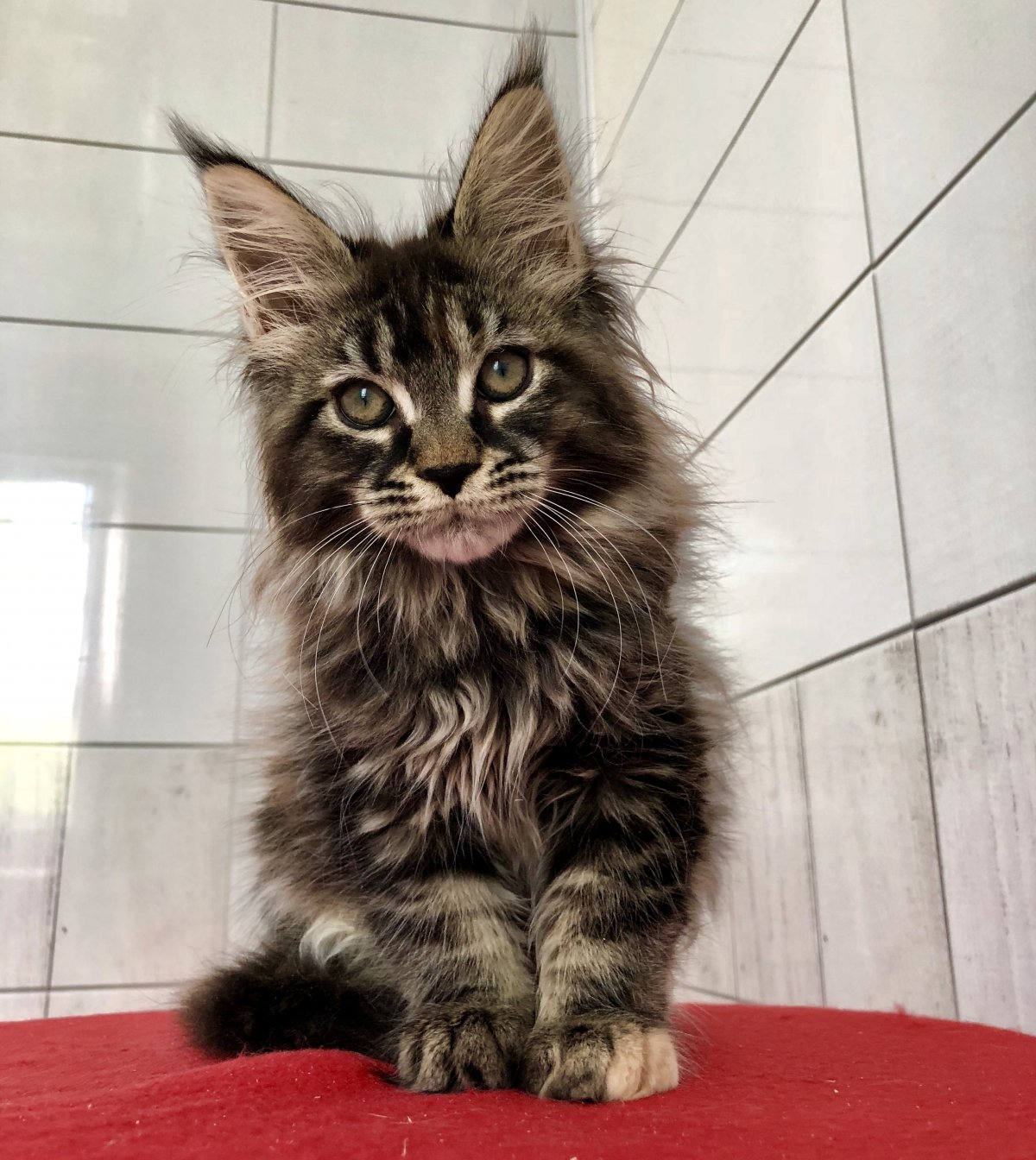 Эволюция Мейн куна Мем