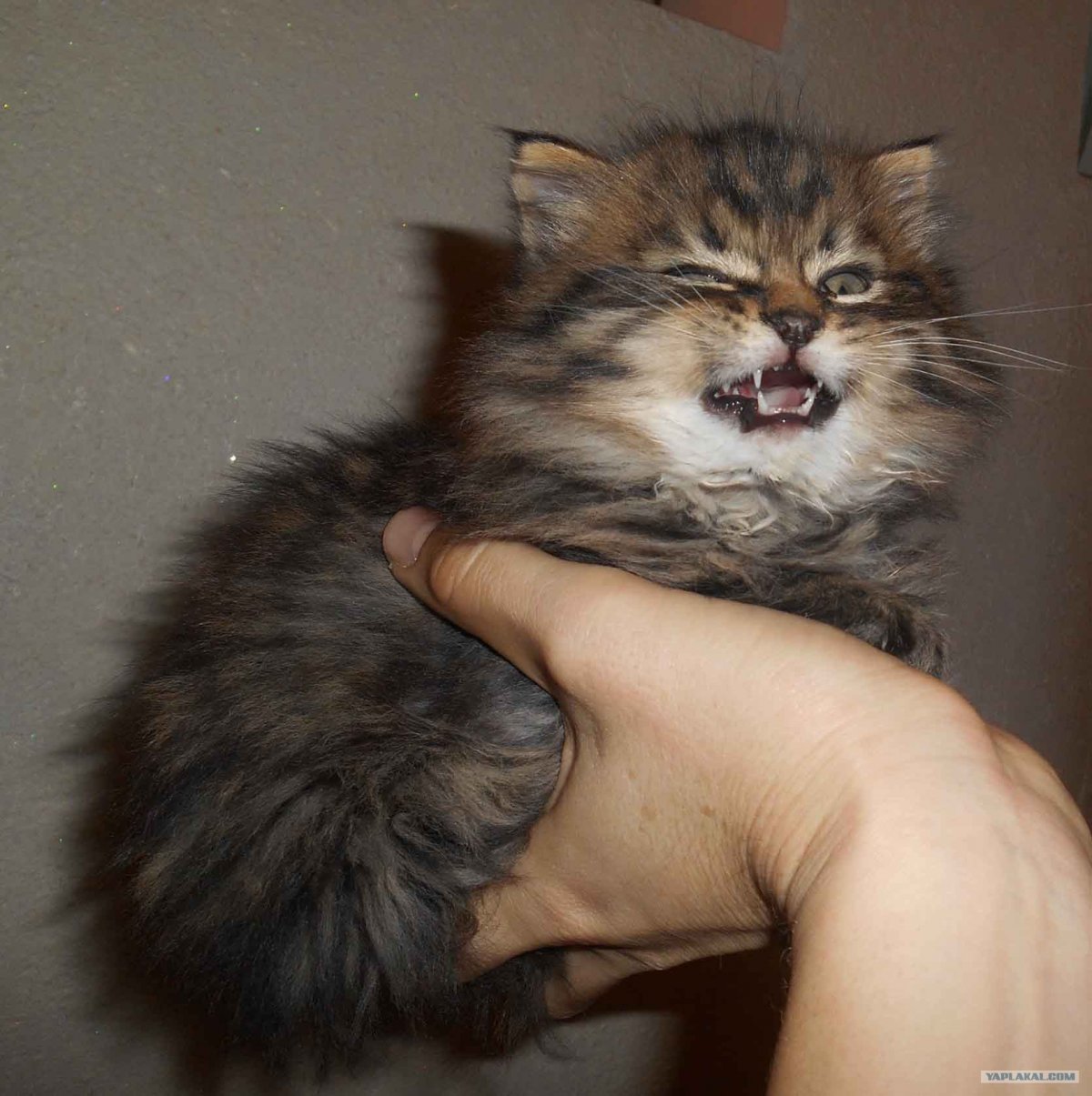 Мейн кун воли