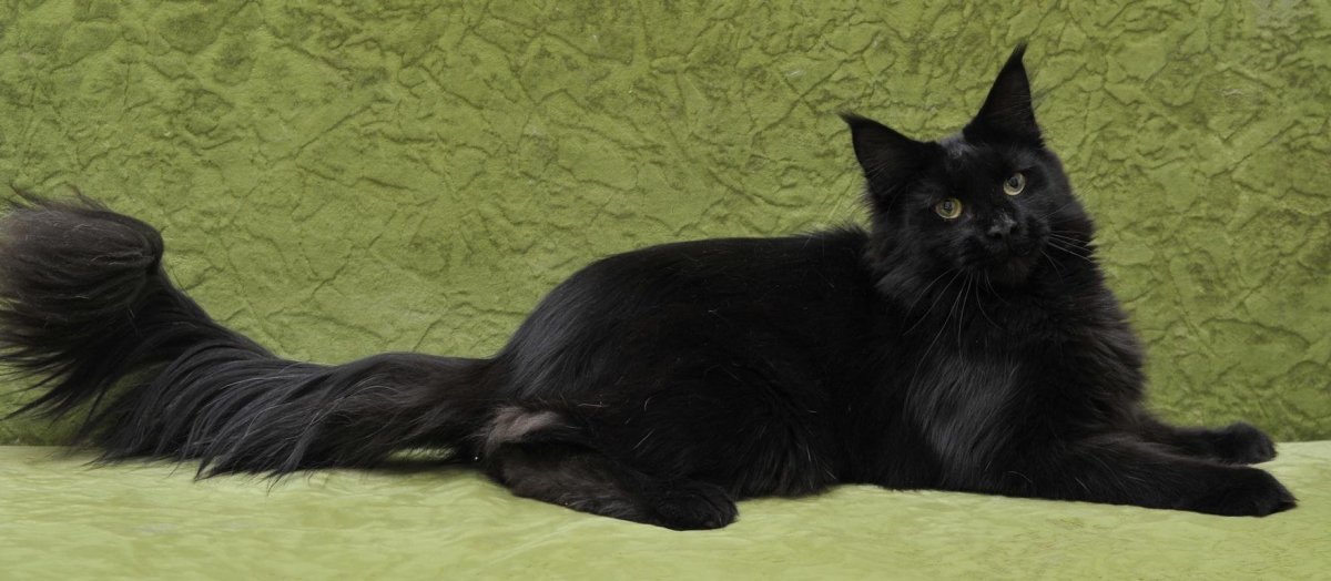 Мейн кун воли