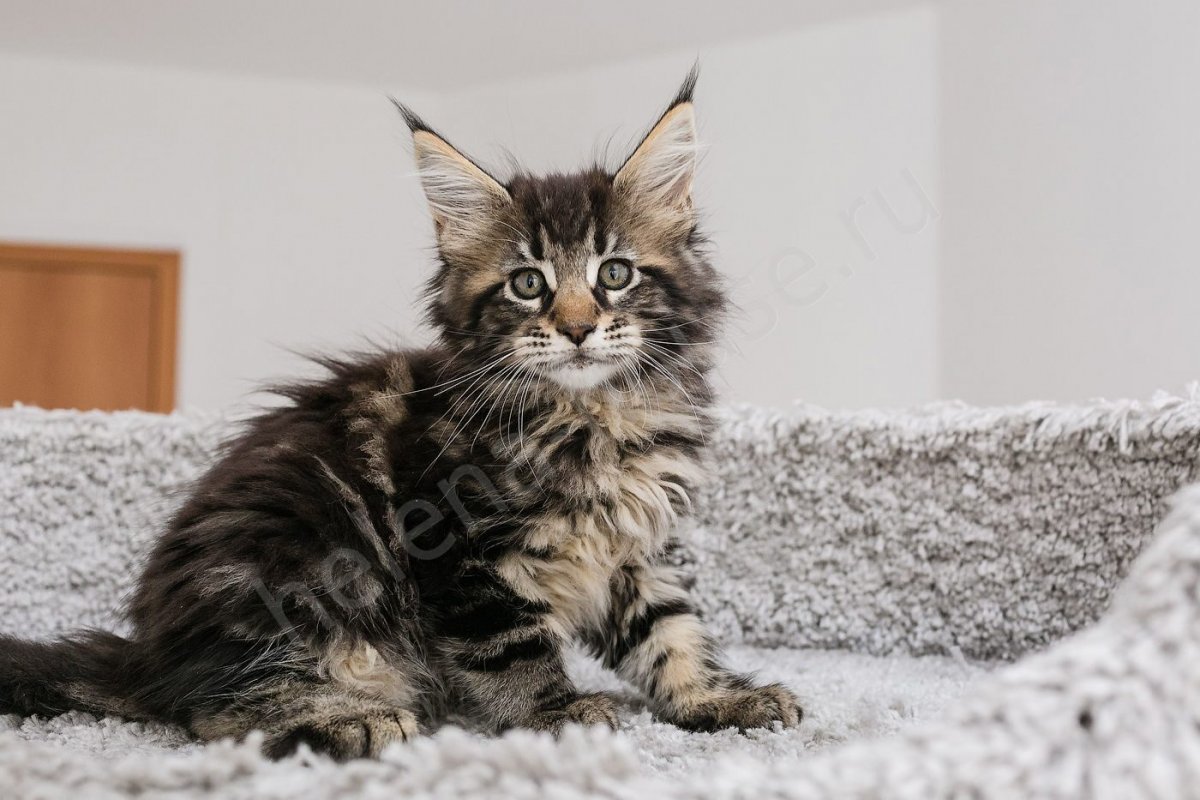 Авитаминоз у Мейн куна