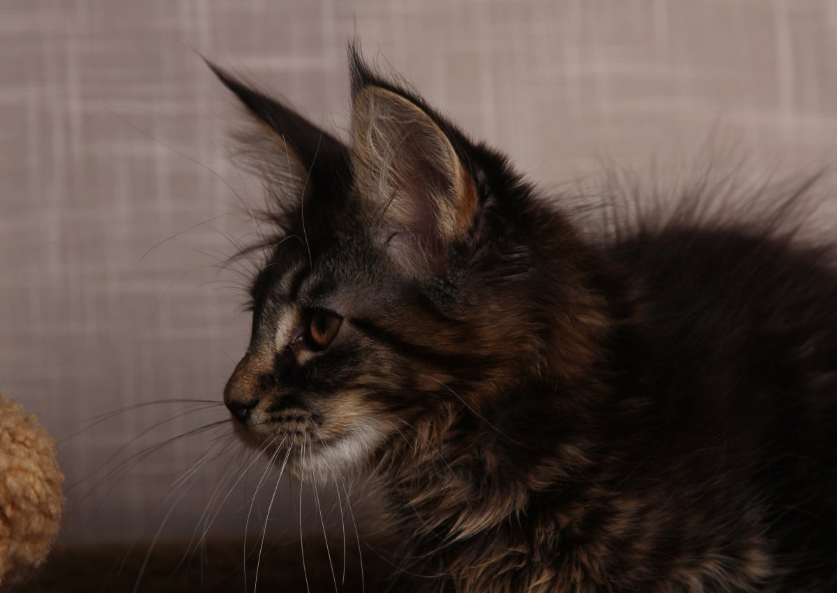 Черная кошка Мейн кун