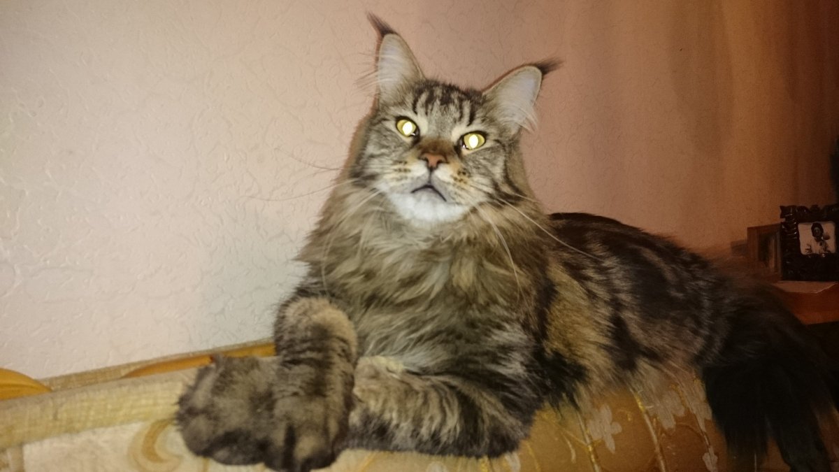 Кот Павла воли Мейн кун