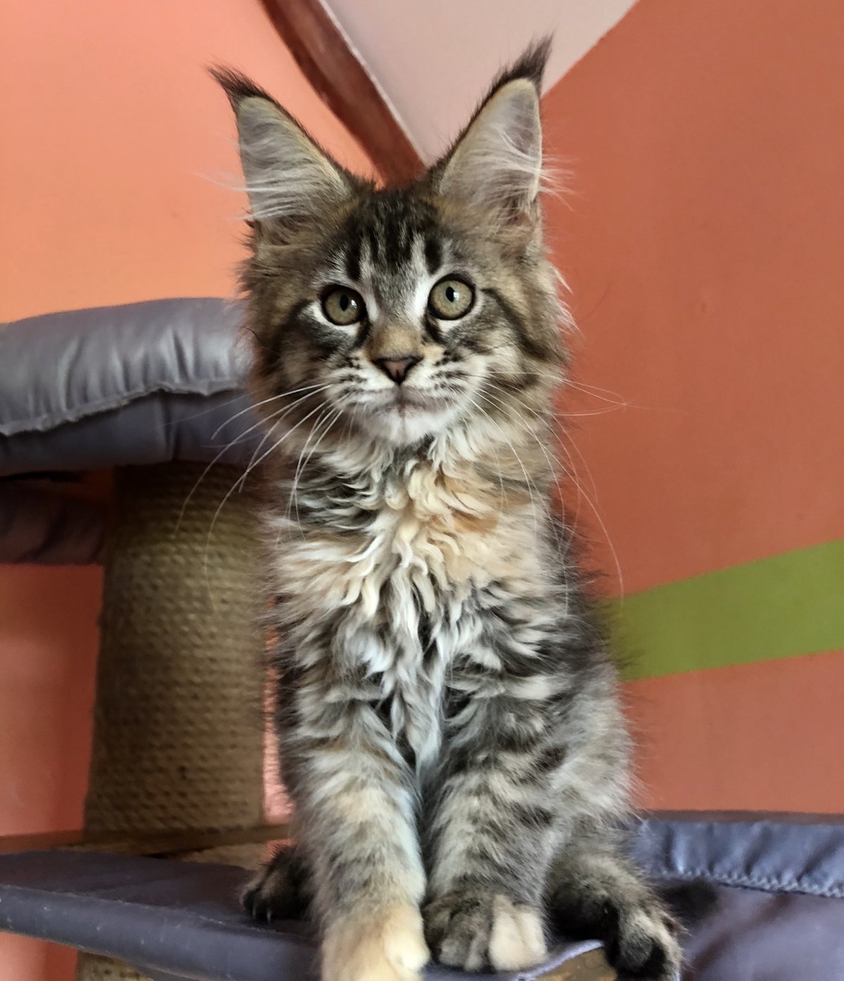 Мейн кун снежный Барс