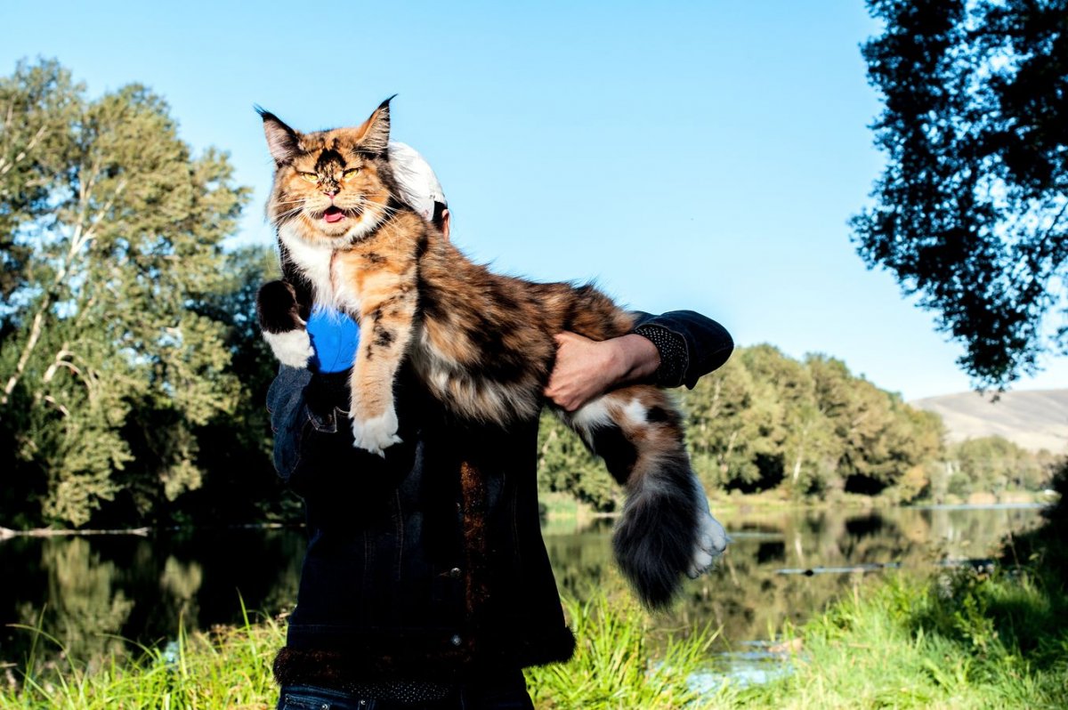 Мейн кун самый большой