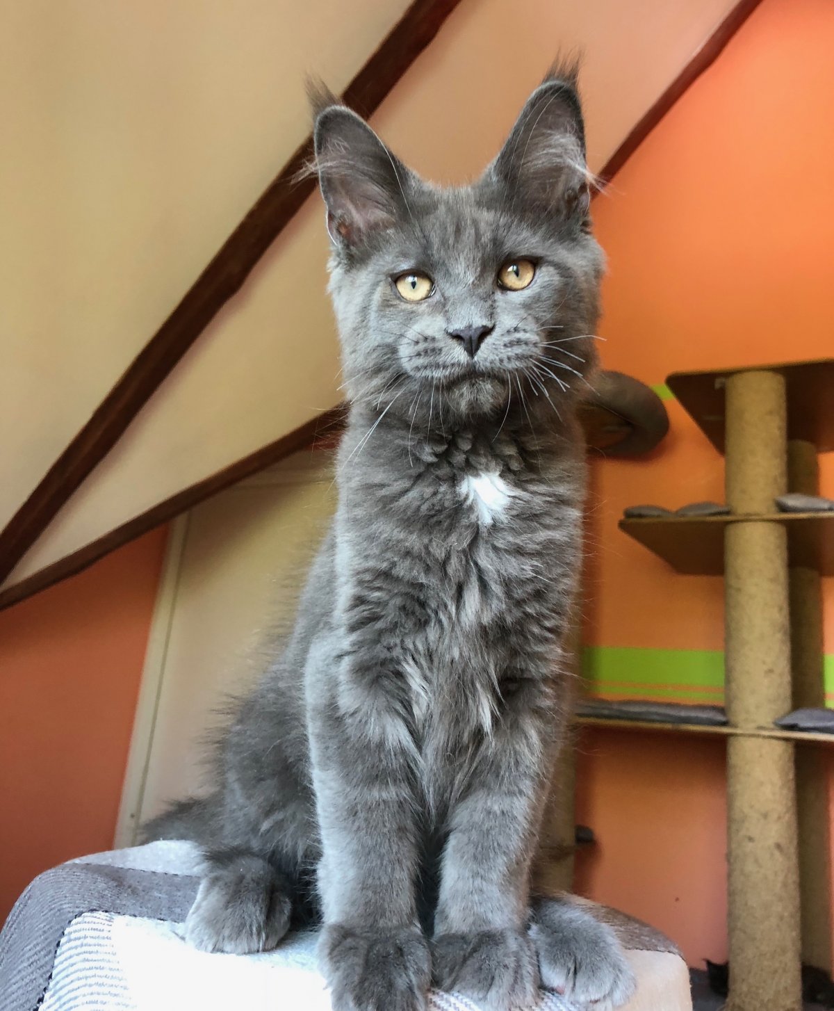 Мэйкун голубой Солид