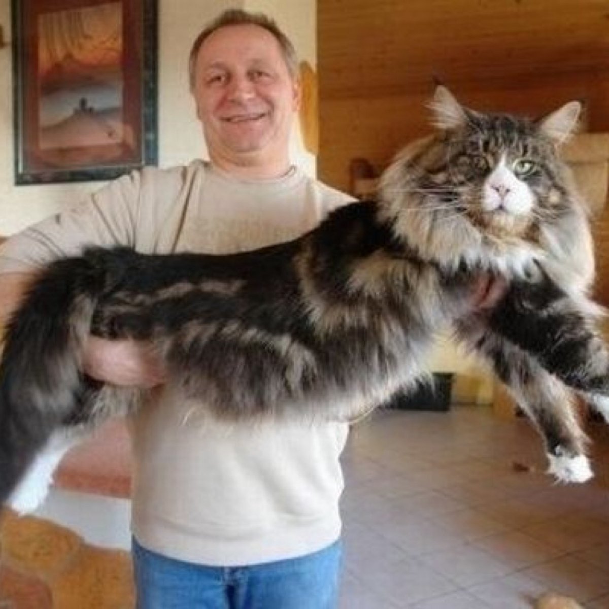 Кот Джокер Тиффани