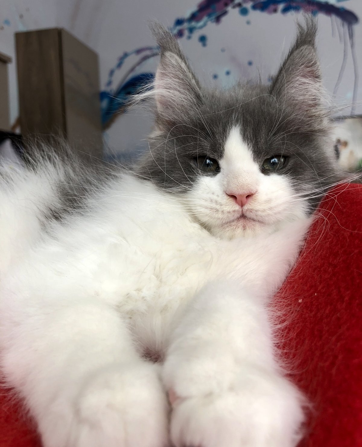 Фото котят Мейн кун 2 месяца тигрового окраса