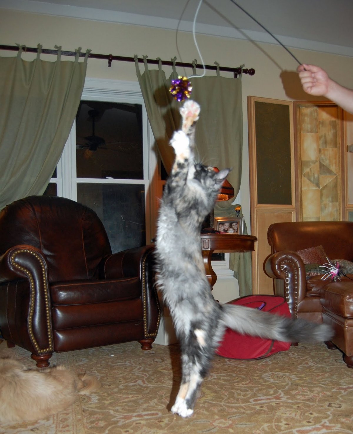 Беременная Мейн кун