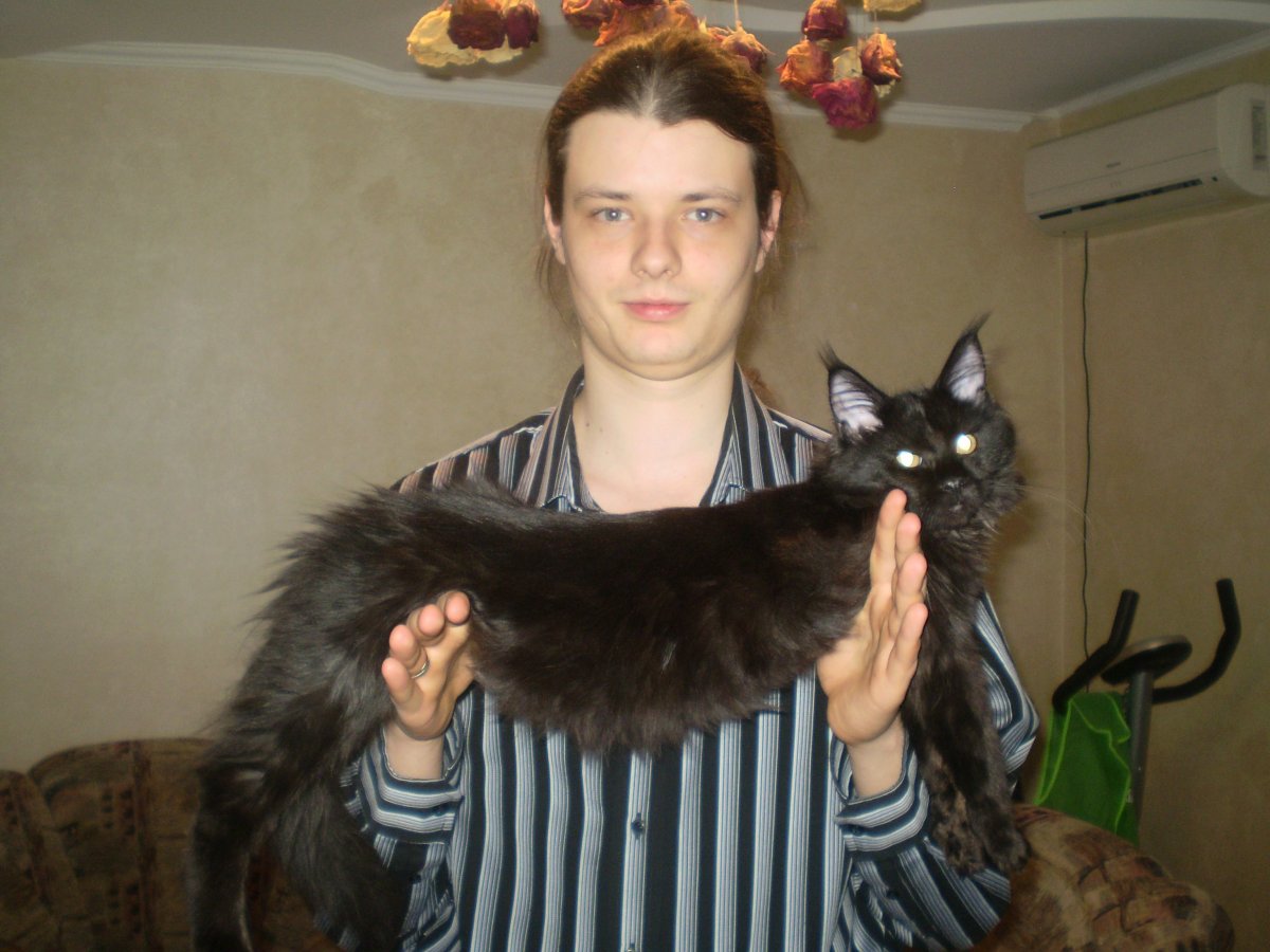 Кот Павла воли Мейн кун