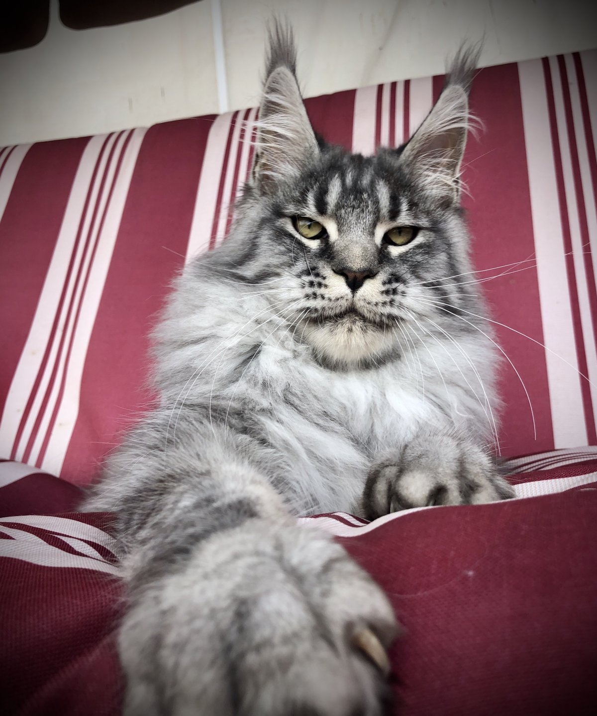 Мей кун Светлана Юдина